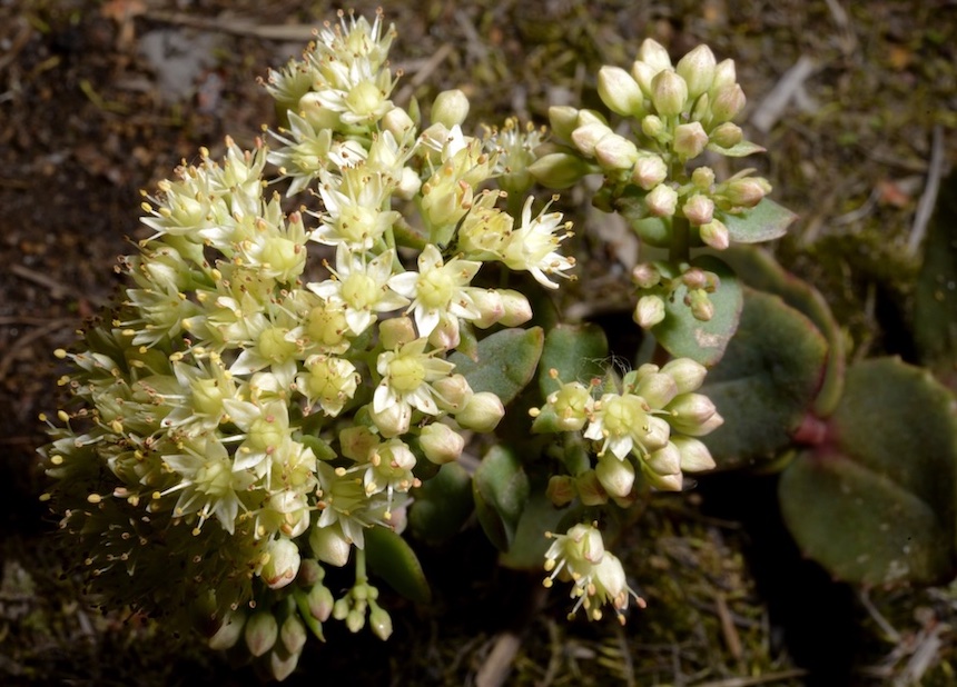 L&auml;nnenisomaksaruoho.