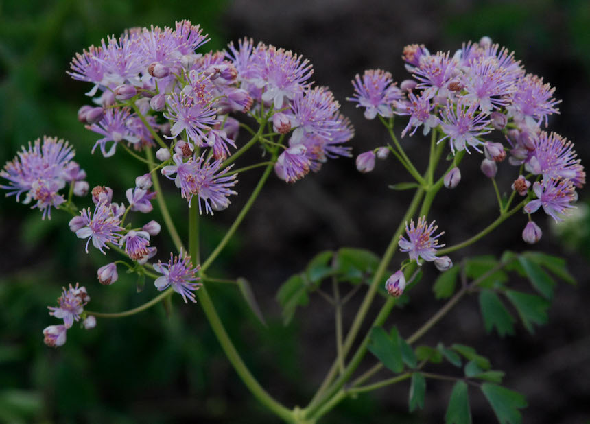 Lehto&auml;ngelm&auml;.