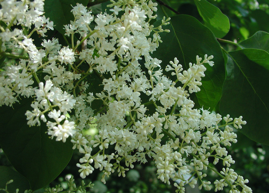 Likusterisyreenin kukinto.