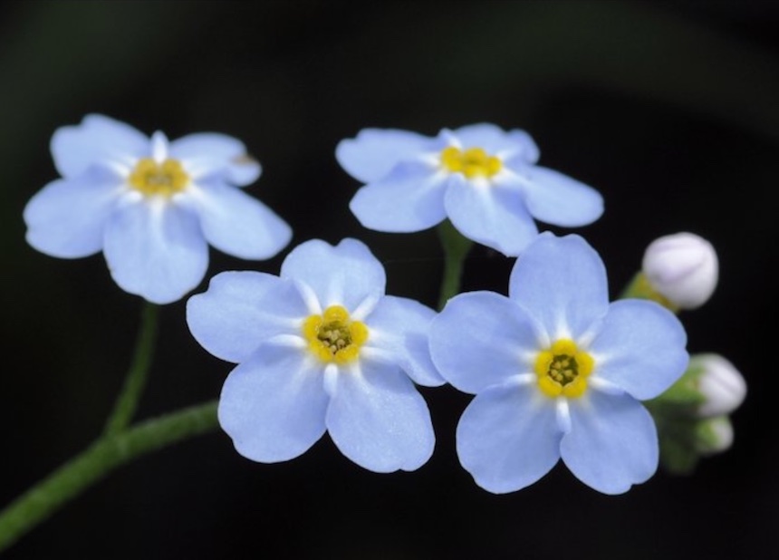 Luhtalemmikin kukkia.