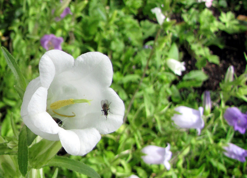 Maariankellon kukka ja pieni k&auml;rp&auml;nen.