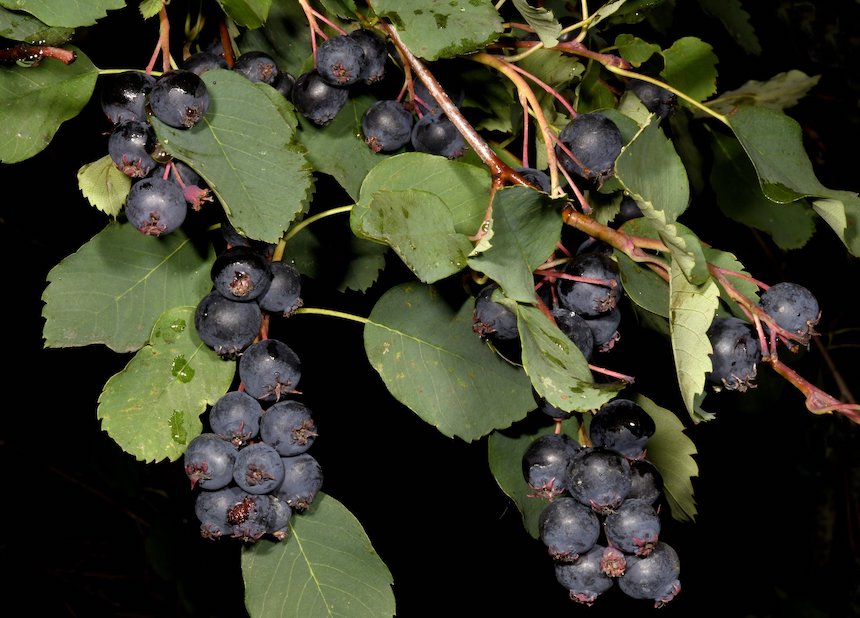 Marjatuomipihlajan marjoja.