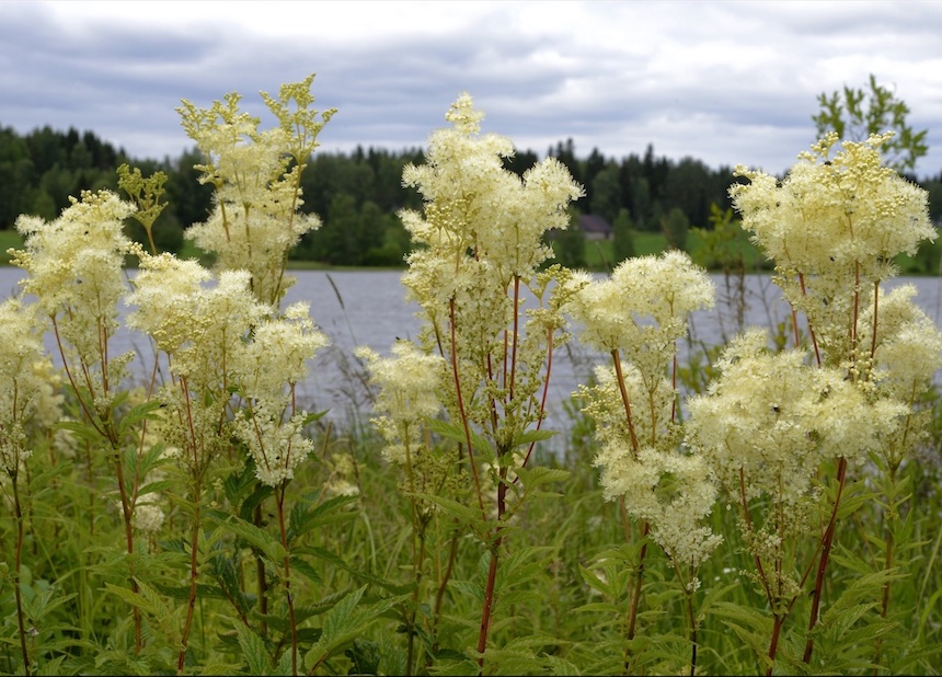 Mesiangervot rannalla.
