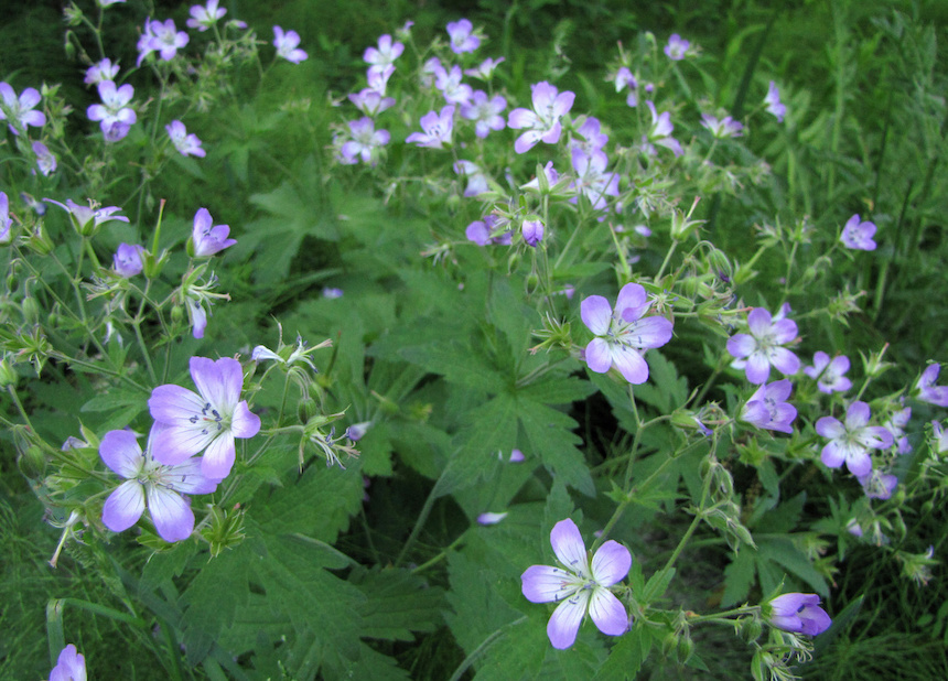 Mets&auml;kurjenpolvi.