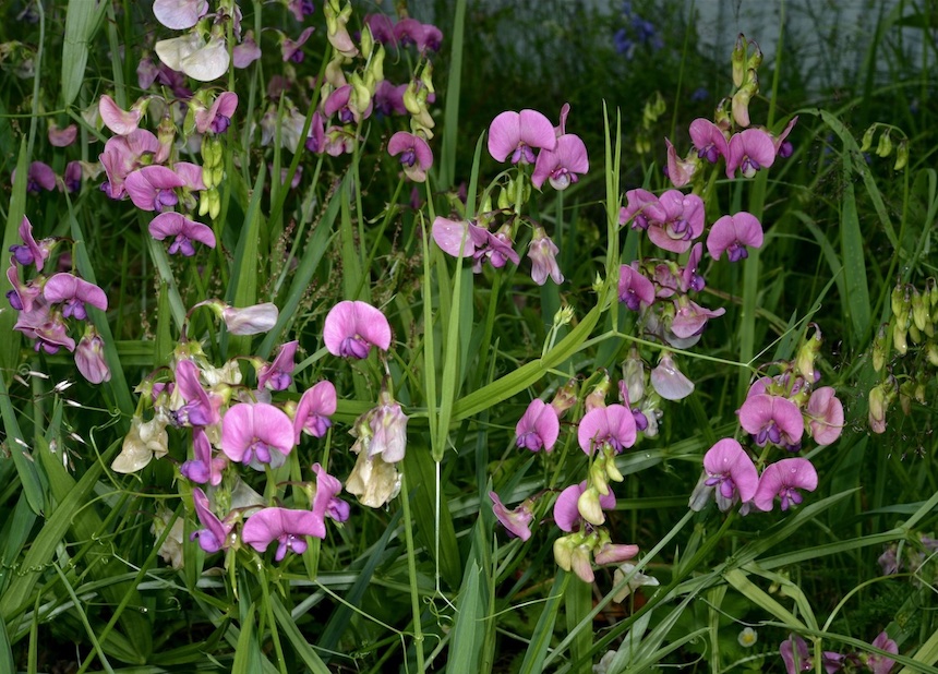 Mets&auml;n&auml;tkelm&auml;.