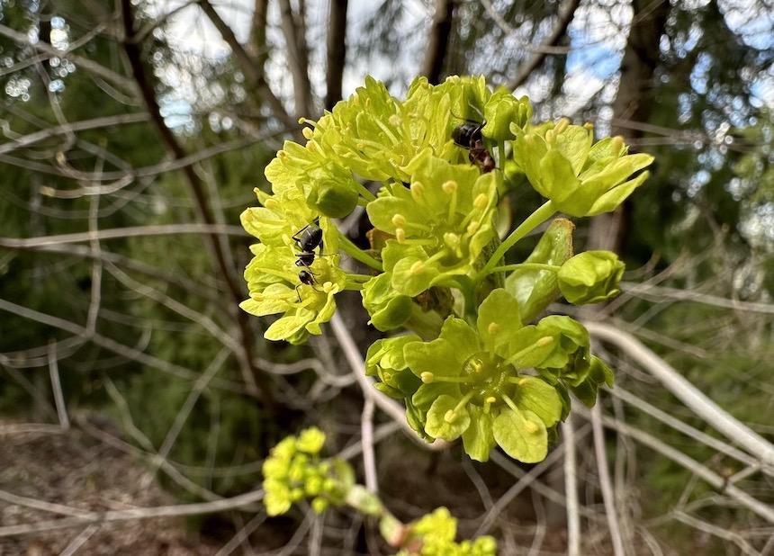 Mets&auml;vaahteran kukinto.