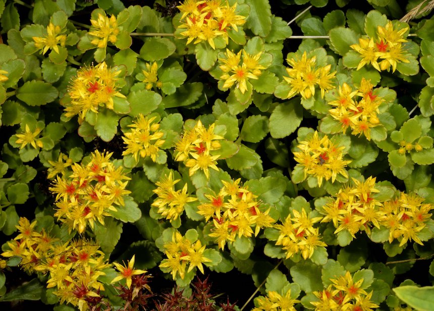 Mongolianmaksaruoho.