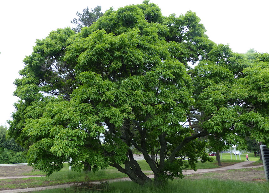 Mongolianpikkuvaahtera.