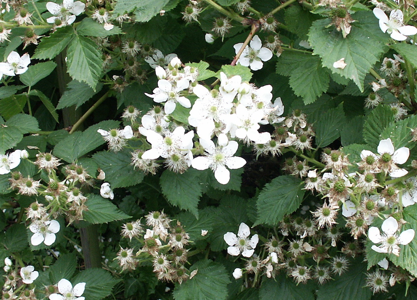 Mustavatukan kukkia.