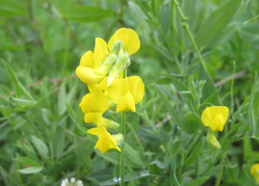 Niittyn&auml;tkelm&auml;.