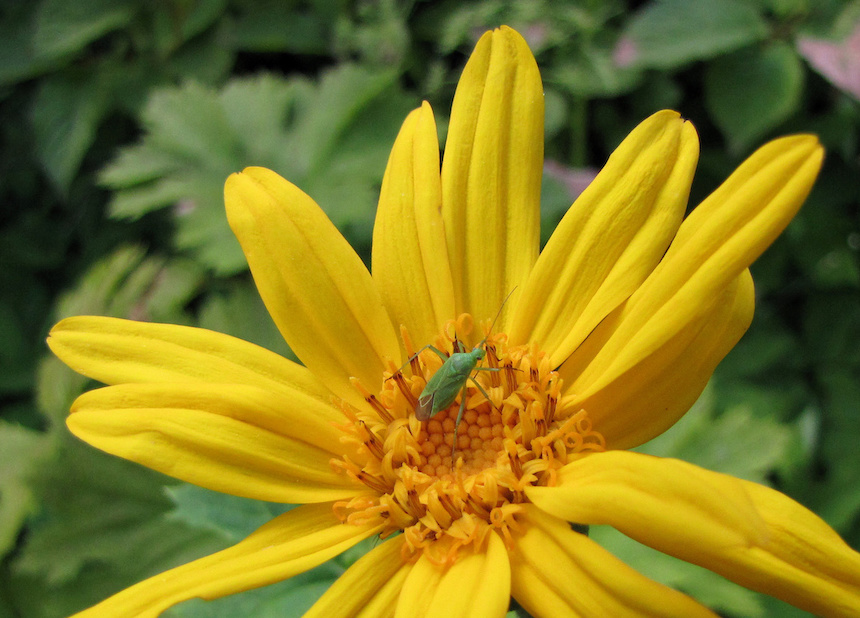 Nikonnauhuksen kukka ja lude.