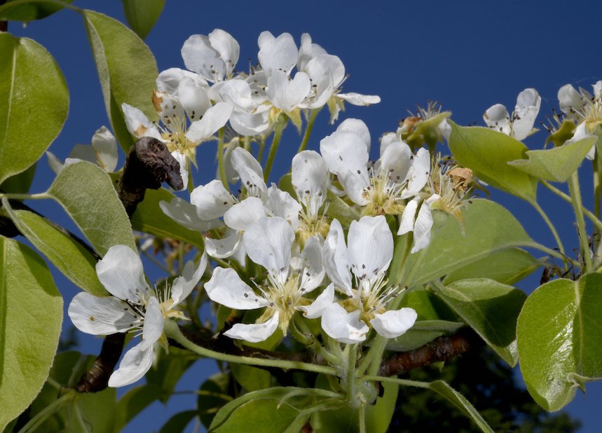 P&auml;&auml;ryn&auml;n kukkia.