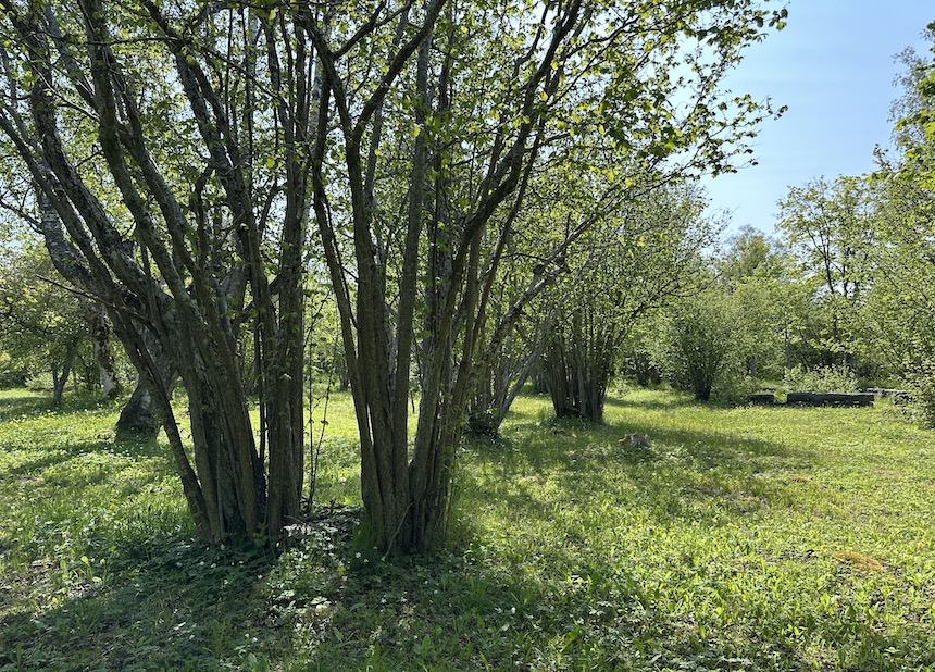 P&auml;hkin&auml;pensas.