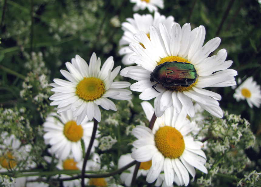 P&auml;iv&auml;nkakkaran kukkia ja kuoriainen.