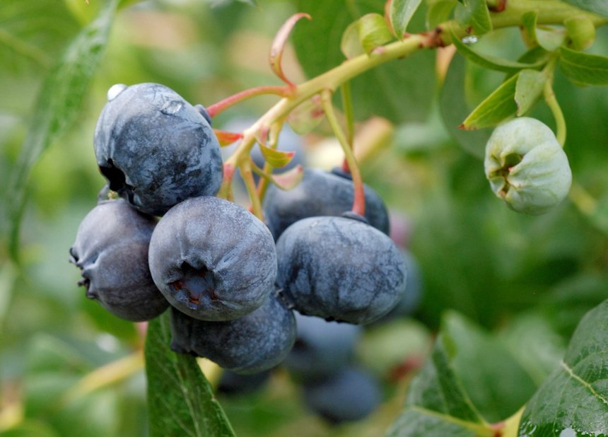 Pensasmustikan marjoja.