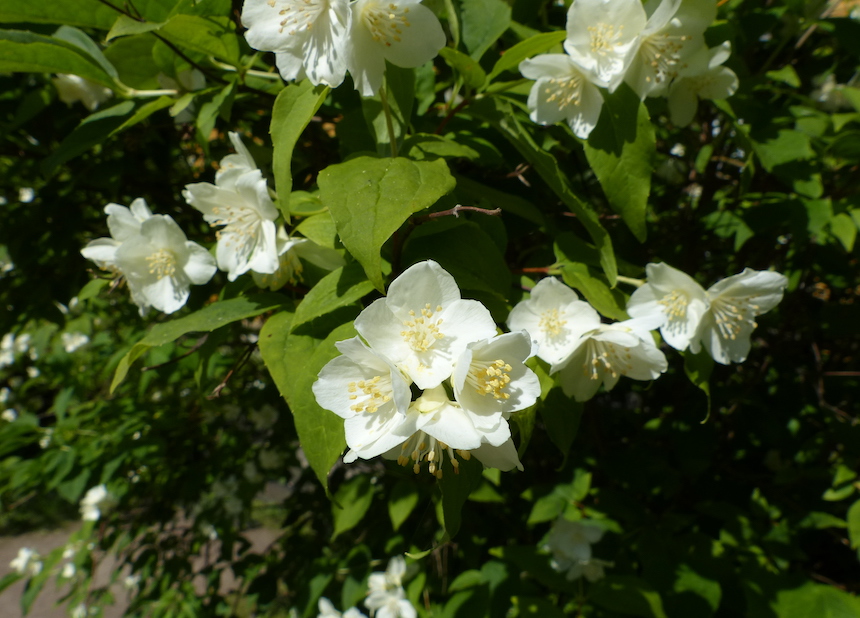 Pihajasmikkeen kukkia.