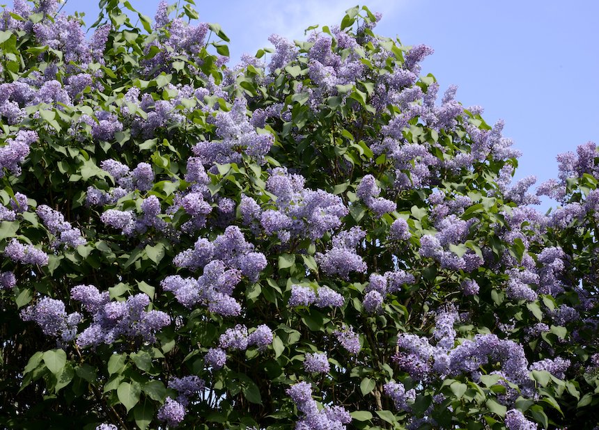 Sininen pihasyreeni.