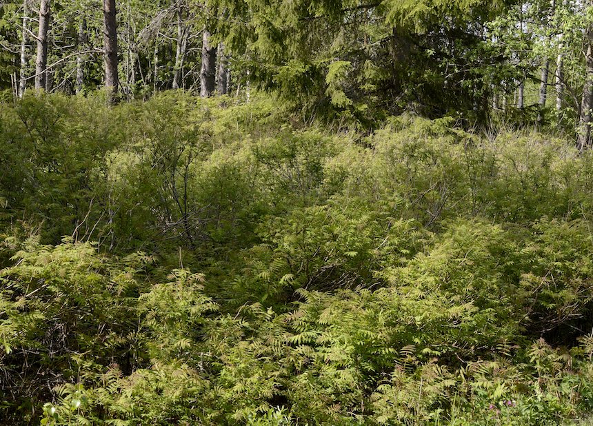 Metsään levinnyt viitapihlaja-angervon kasvusto.