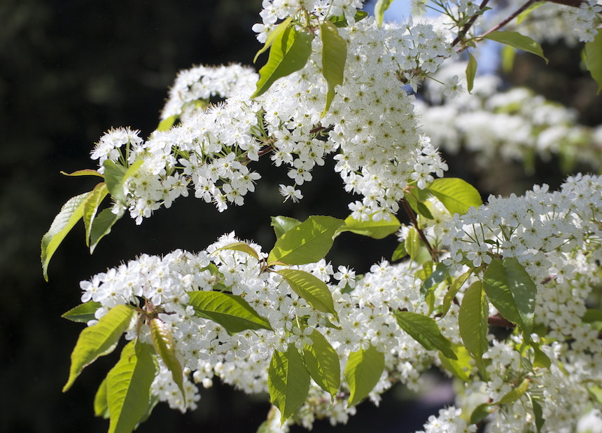 Pilvikirsikan kukkia.