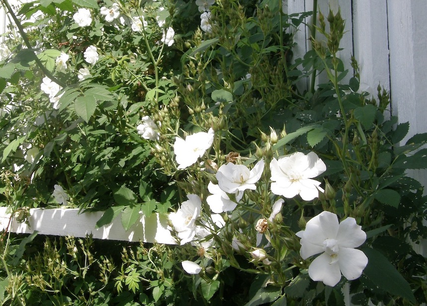 K&ouml;ynn&ouml;sruusu 'Pohjant&auml;hti'.