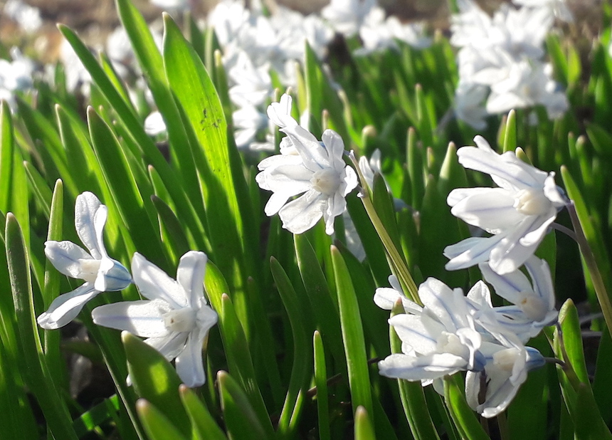 Posliinihyasintteja.