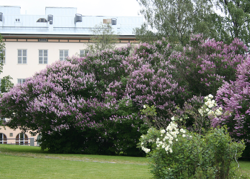 Puistosyreenejä Kemin kirkkopuistossa.