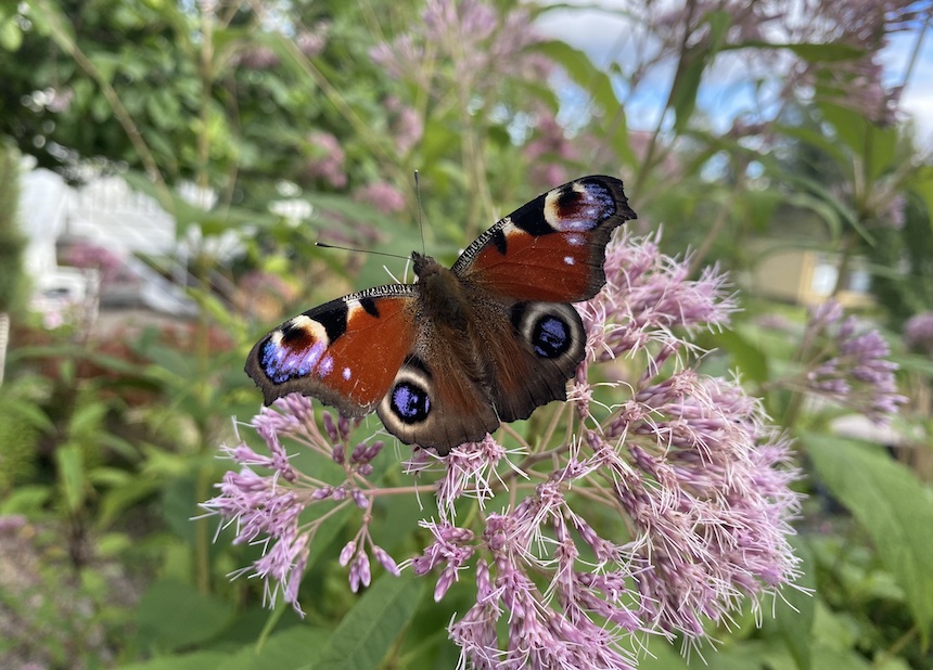 Neitoperhonen punalatvion kukalla.