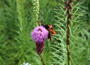 Nokkosperhosia punat&auml;hk&auml;n kukinnolla.