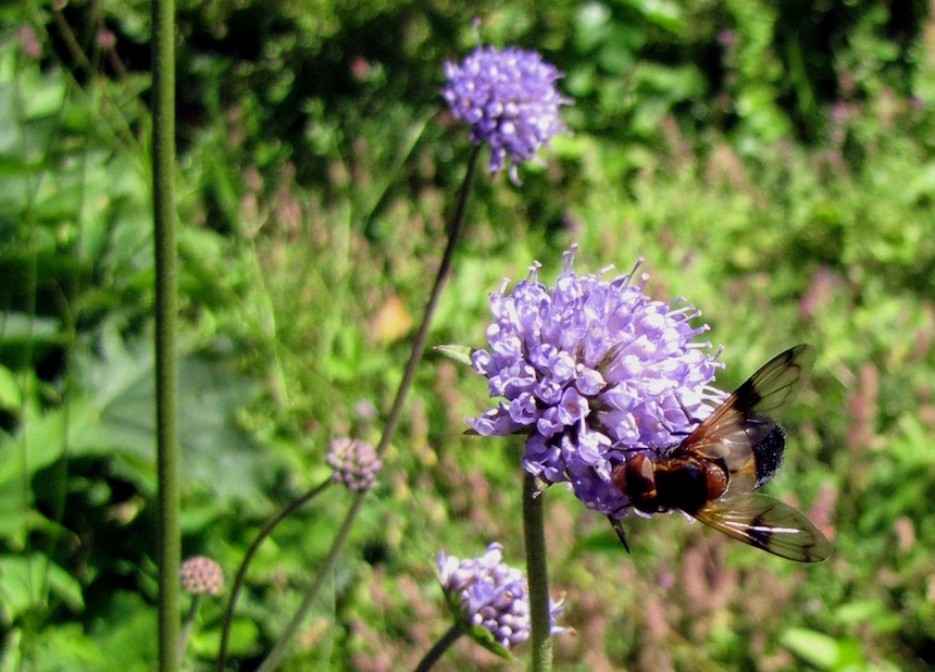 Purtojuuren kukkia ja kukkak&auml;rp&auml;nen.