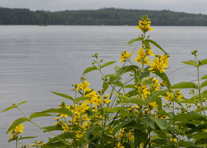 Ranta-alpi rannalla.