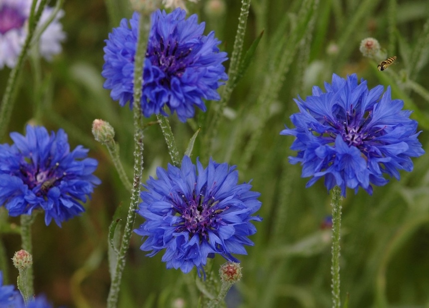 Ruiskaunokin kukkia.