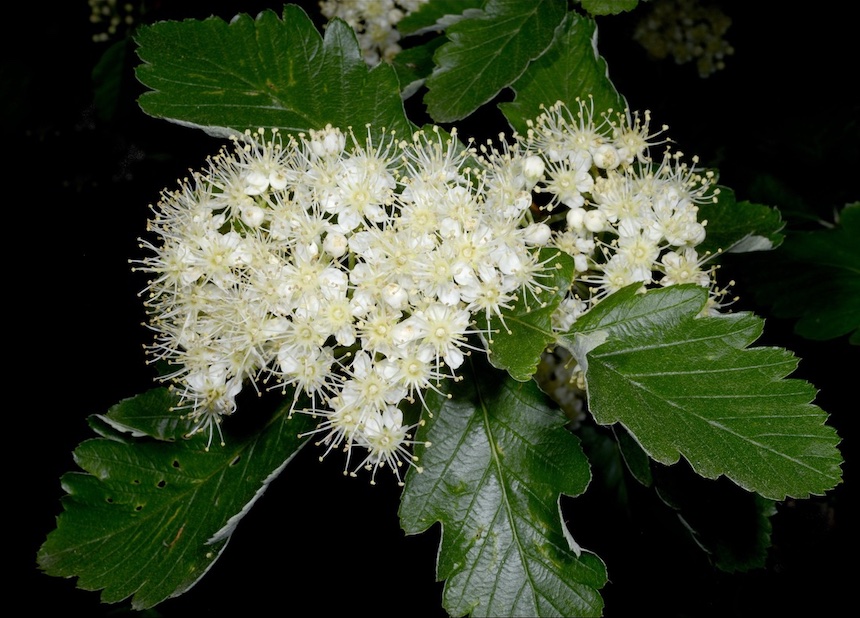 Ruotsinpihlajan kukkia.