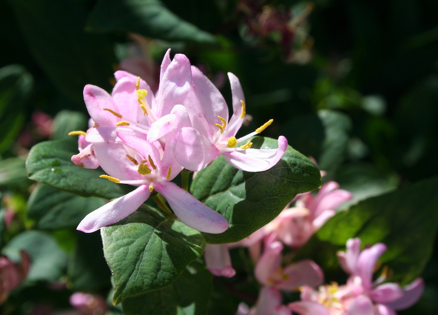 Rusokuusaman kukkia.