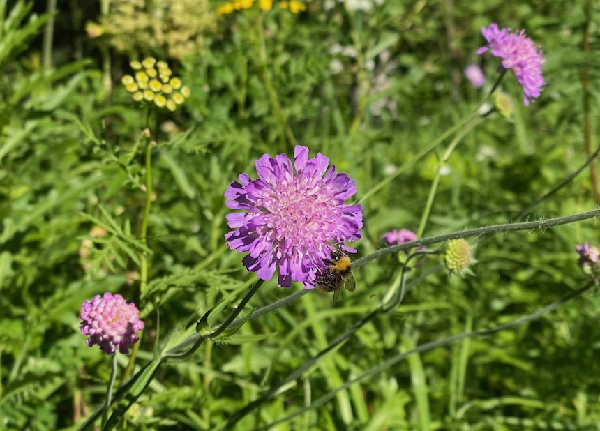 Ruusuruoho ja kimalainen.