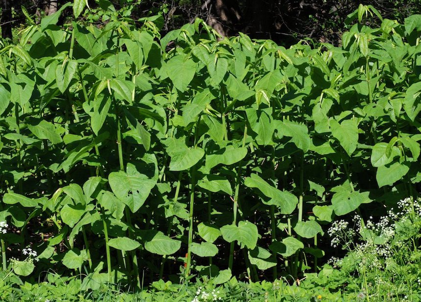 Sahalinintatarkasvusto.