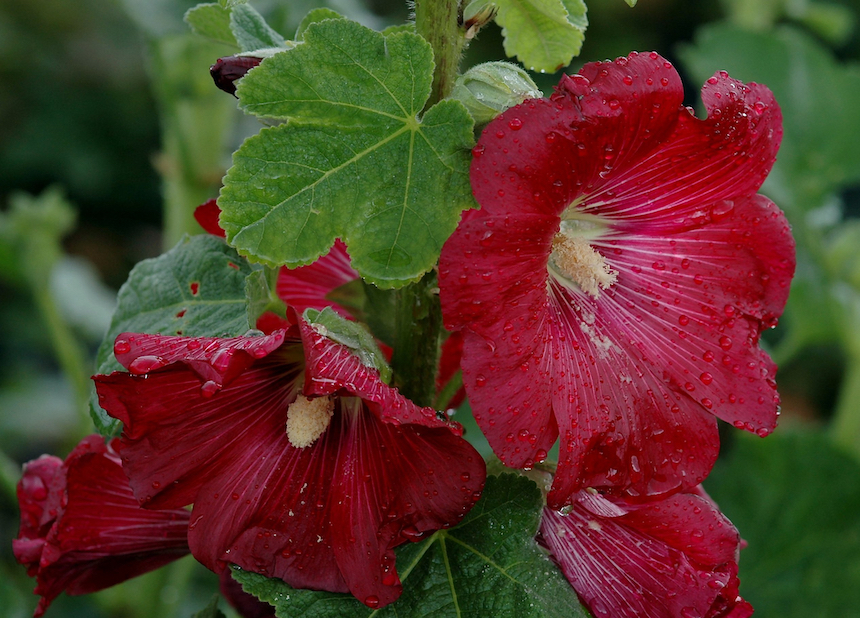 Tarhasalkoruusun kukkia.