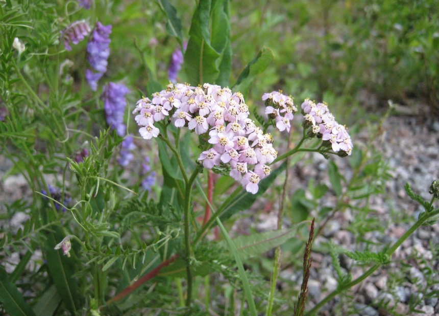 Siank&auml;rs&auml;m&ouml;.