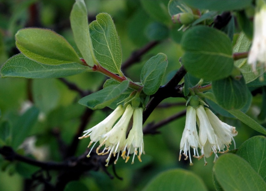 Sinikuusaman kukkia.