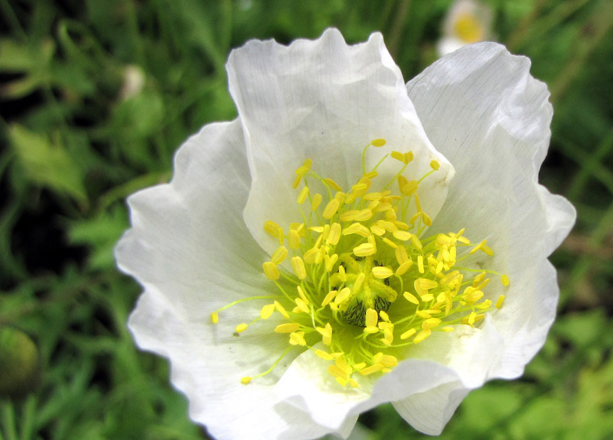 Siperianunikon valkoinen kukka.