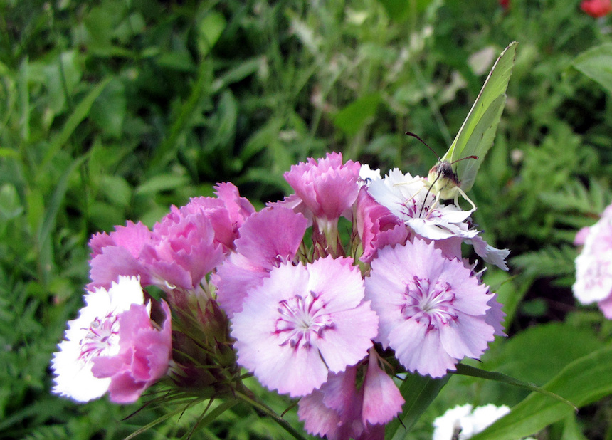 Harjaneilikan kukka ja sitruunaperhonen.