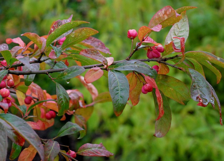 Euroopansorvarinpensas.