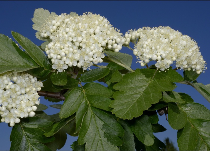 Suomenpihlajan kukkia.