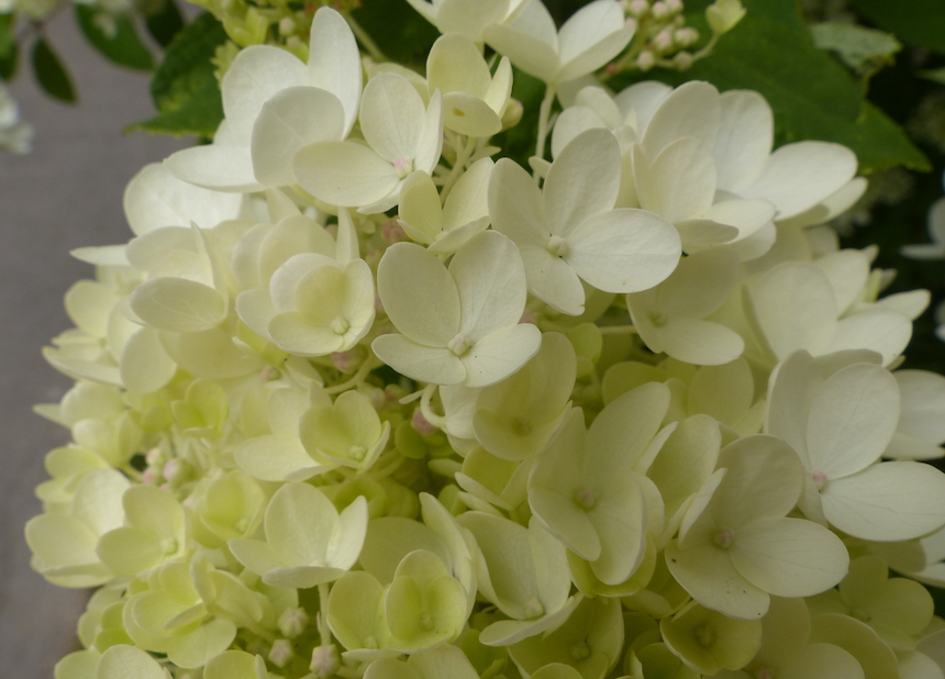 Syyshortensian neuvottomia kukkia.