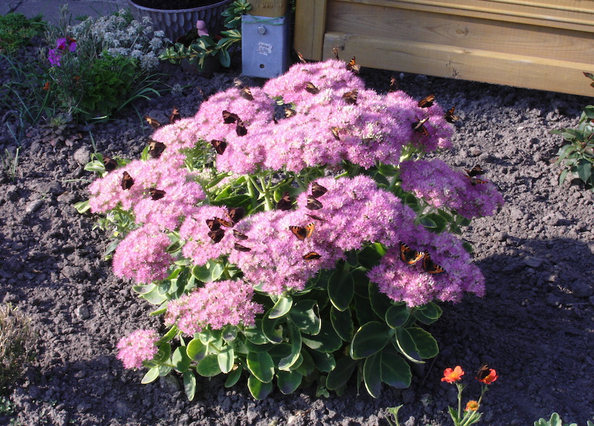 Syysmaksaruoho ja nokkosperhosia.