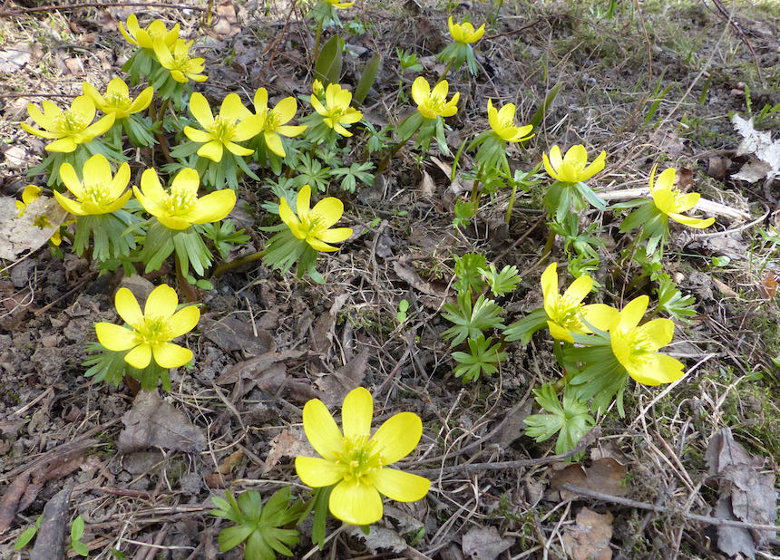 Talvent&auml;hti&auml;.