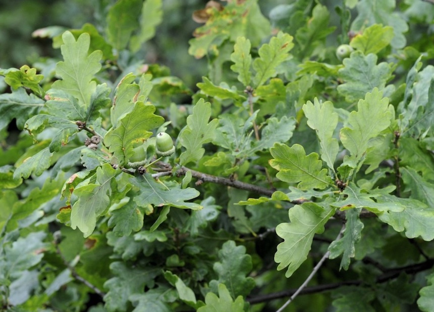 Tammen oksa ja terho.