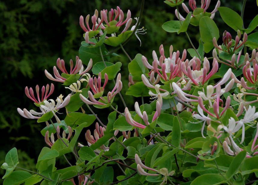 Tuoksuk&ouml;ynn&ouml;skuusama.