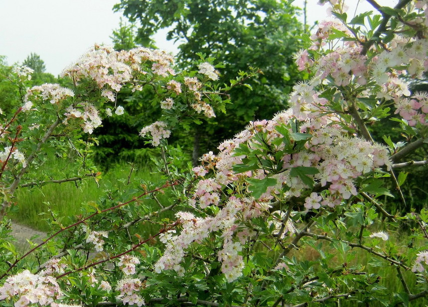 Tylpp&ouml;orapihlajan kukkia.