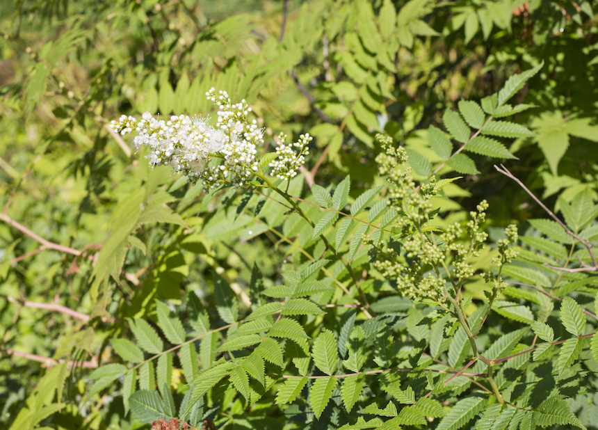 Viitapihlaja-angervo