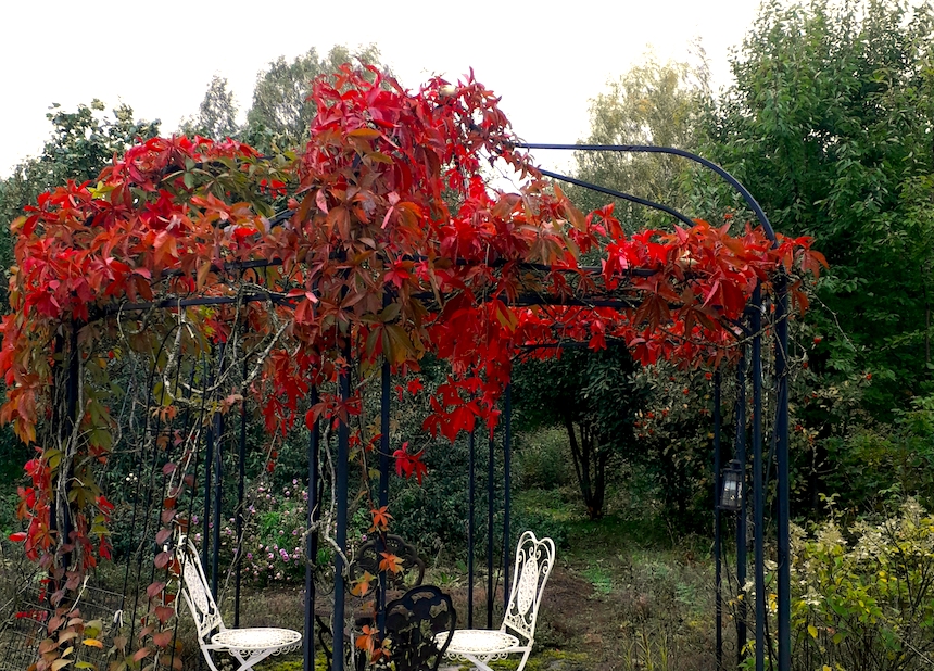 S&auml;leikk&ouml;villiviini.